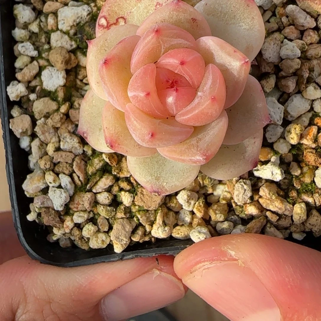 一物一拍麦秆珍妮05060