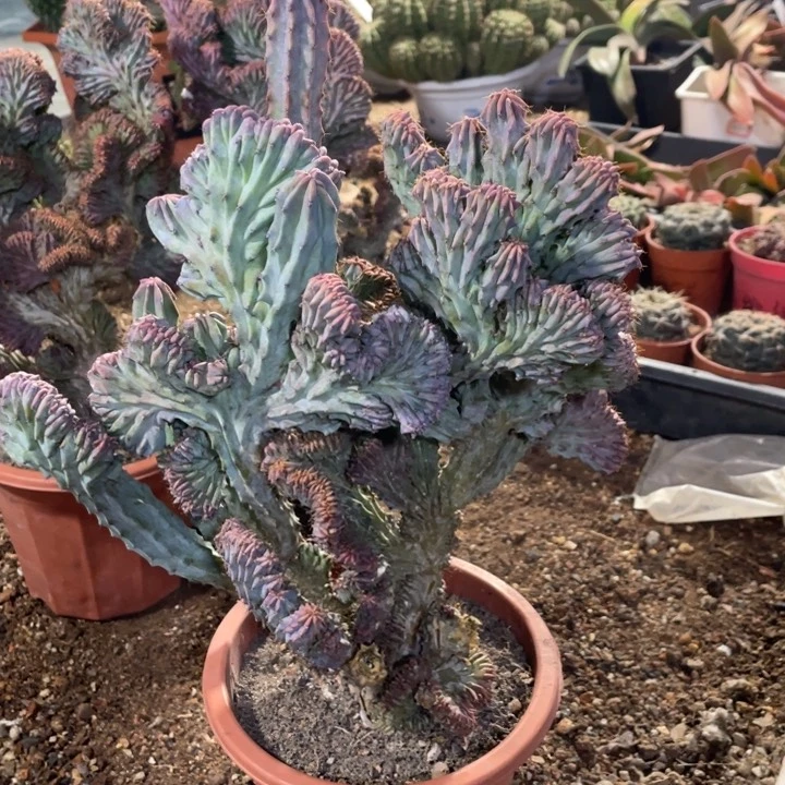 大*泰龙木缀化大颗的