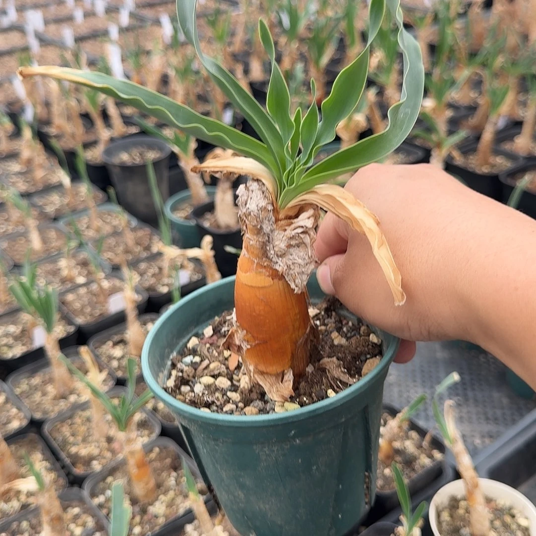 波叶布冯一个带盆发