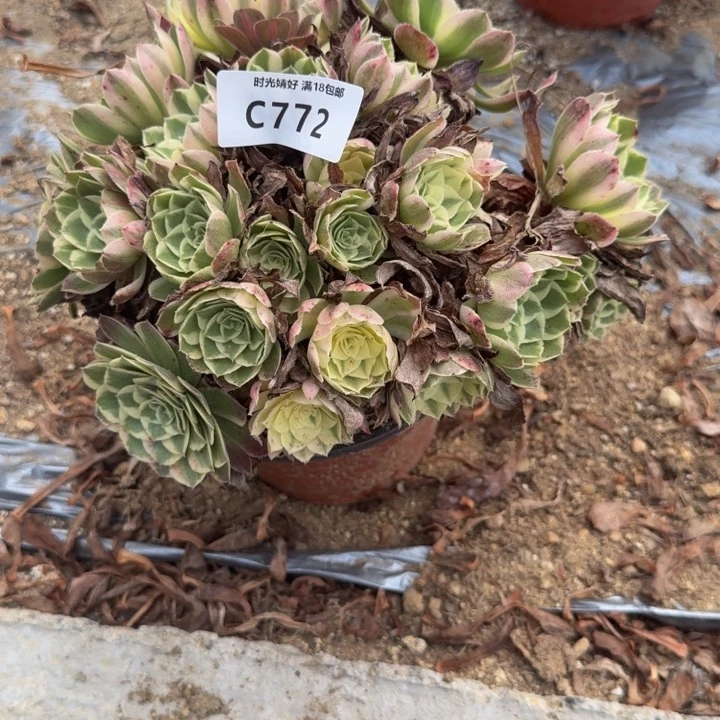 772玉芙蓉有伤 多肉植物