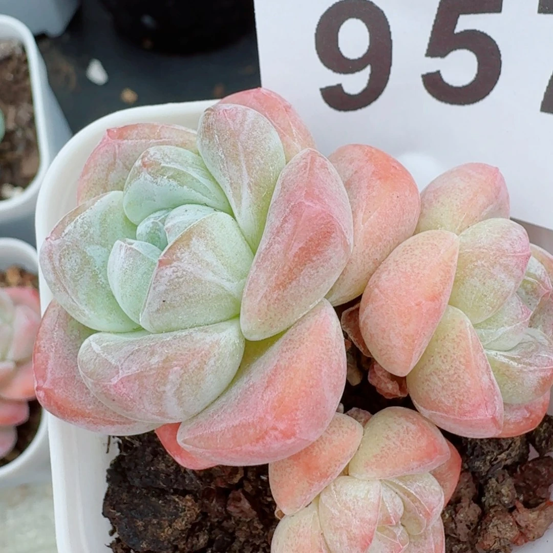 粉糖心冰玉            精美多肉植物