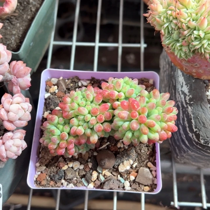 幸运的是我的朋友是