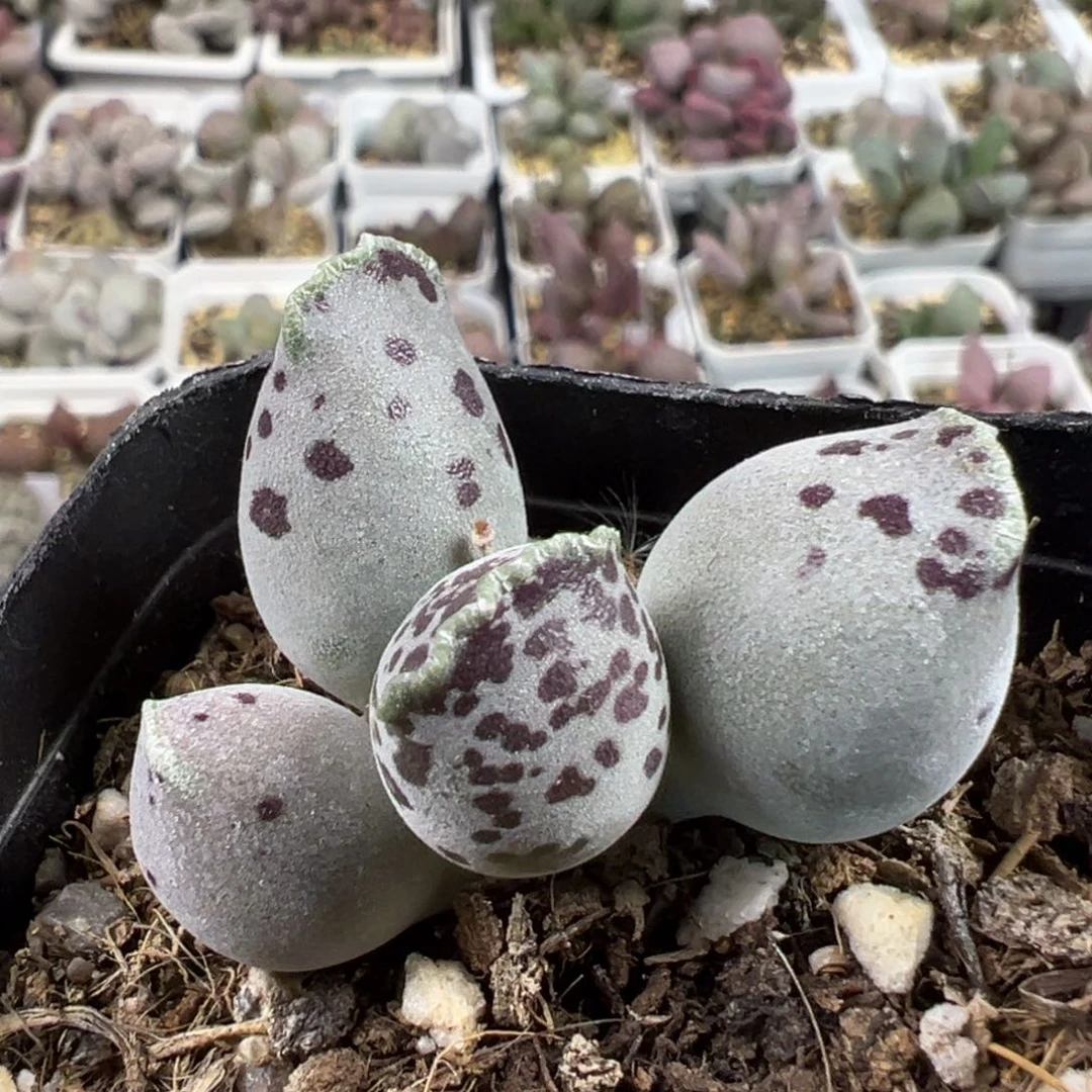 丸叶海豹多肉植物水泡