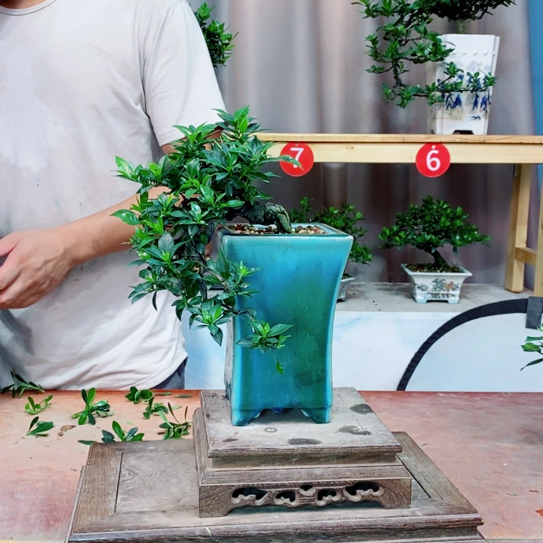 栀子花开了花开花