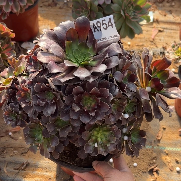 欧子多肉植物954.