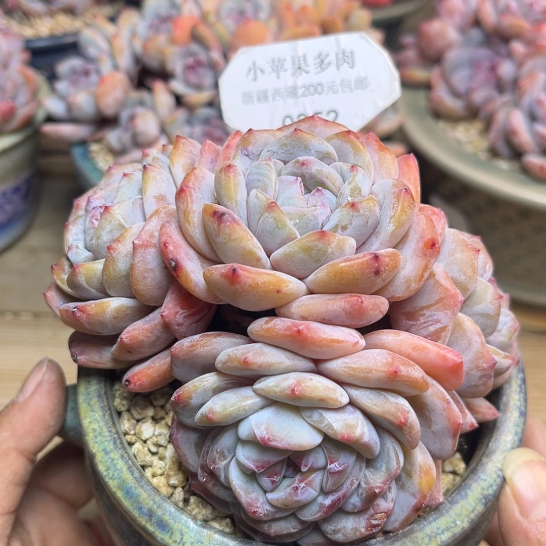 绿底紫心352/12cm4头