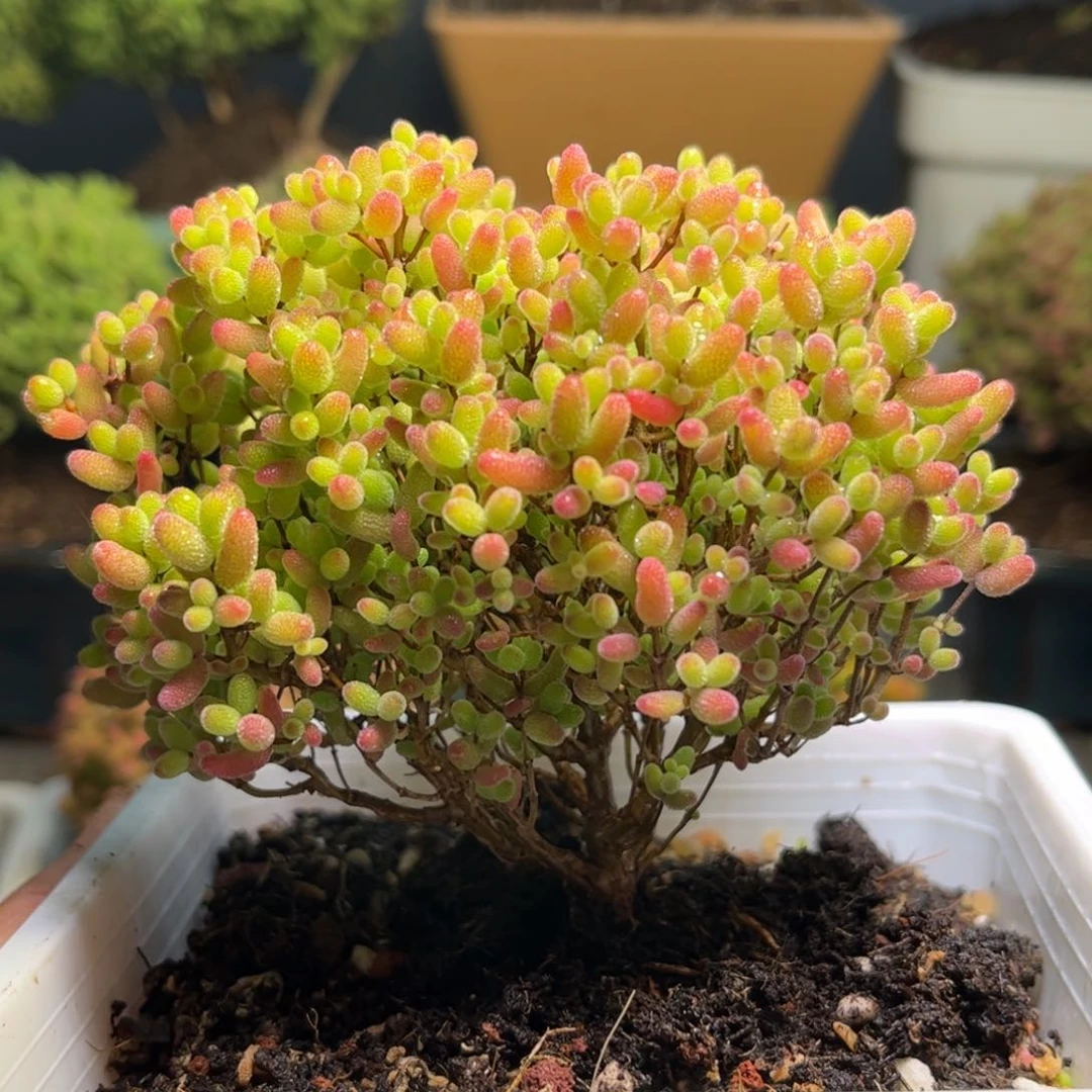 19蜜桔糖球优选枝干