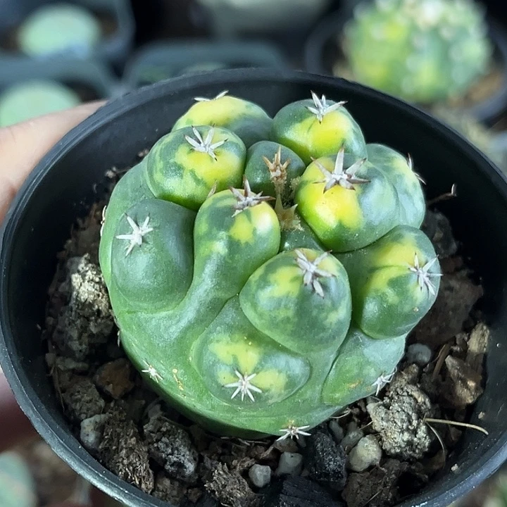 仙人球一物一拍自根8