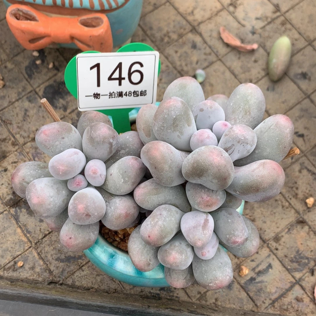 米可奶无砍老桩146
