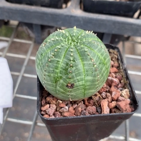 欧布大单头4仙人球