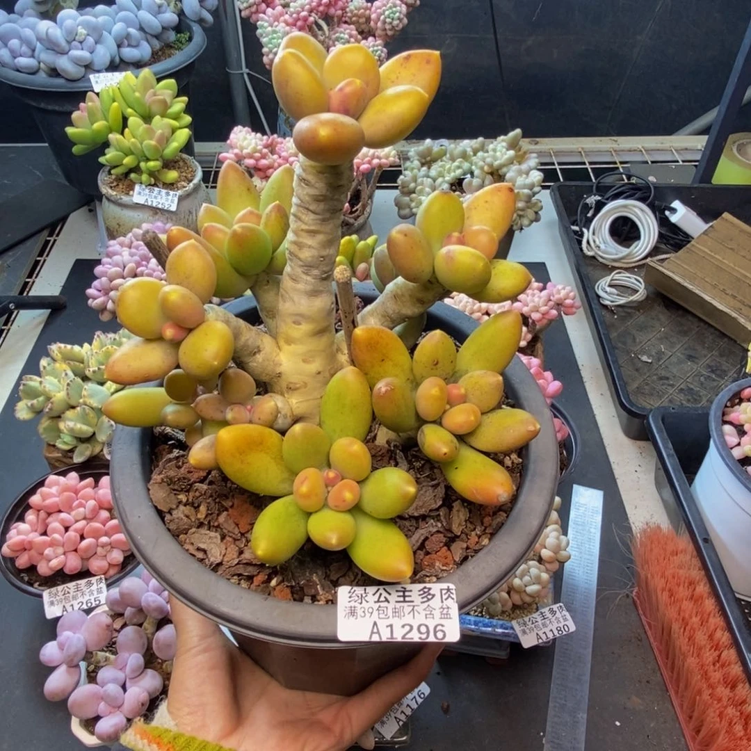 296芒果奶多肉17c m