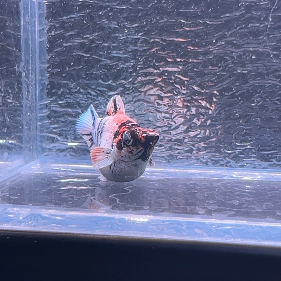 孔雀鱼玛丽鱼一条