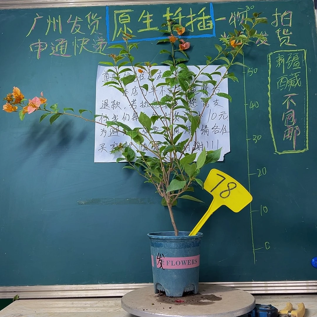 当前无花栽培后可以开花 福利 金发女郎  飘枝 78