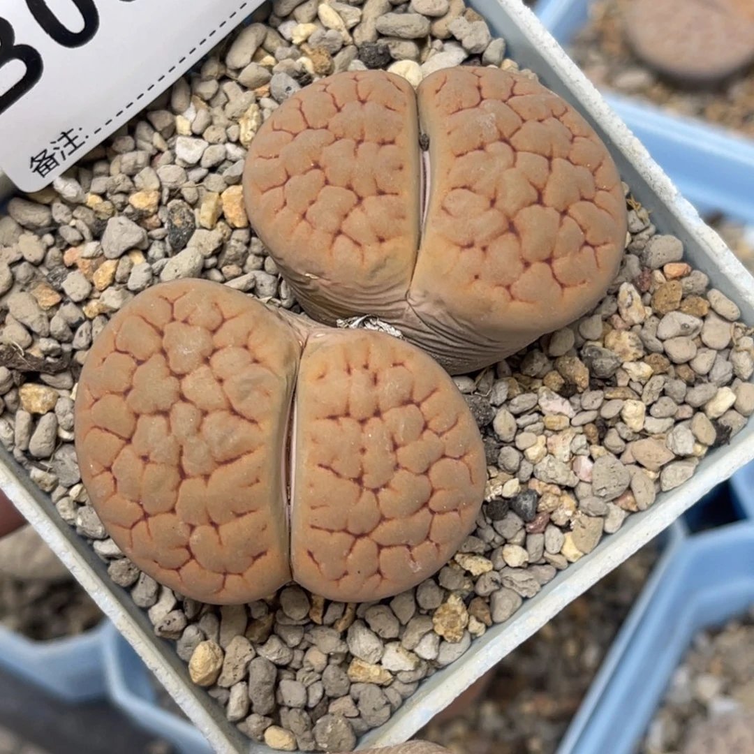 0995双头黄绿富贵1