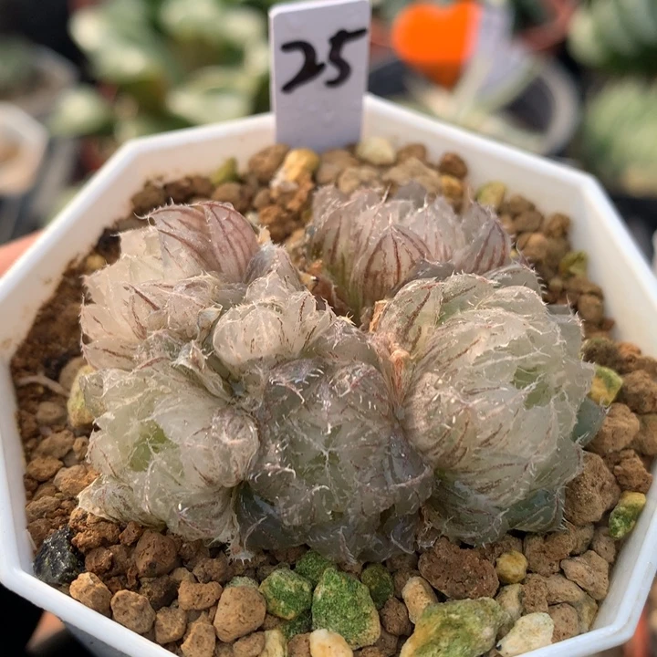 群生翠云玉露锦，带盆发货