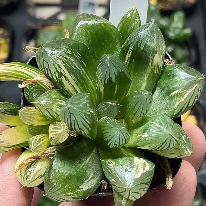 140三头大窗胭脂玉露锦