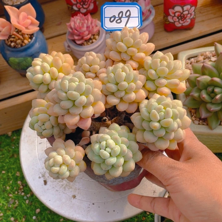 谢谢你的支持00000089