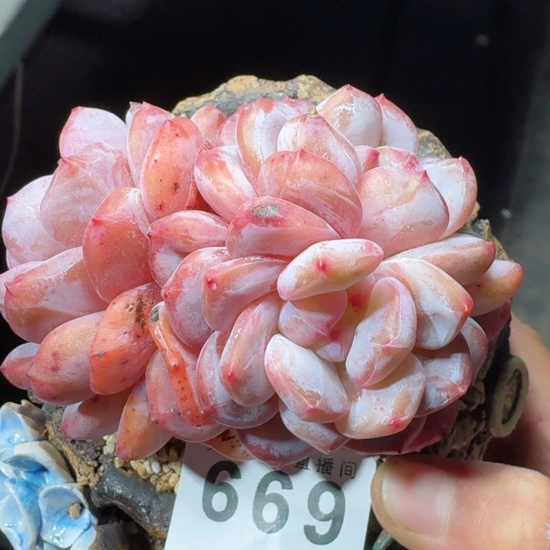 雪之魄三头      愿你一路坦途，乘风破浪展宏图