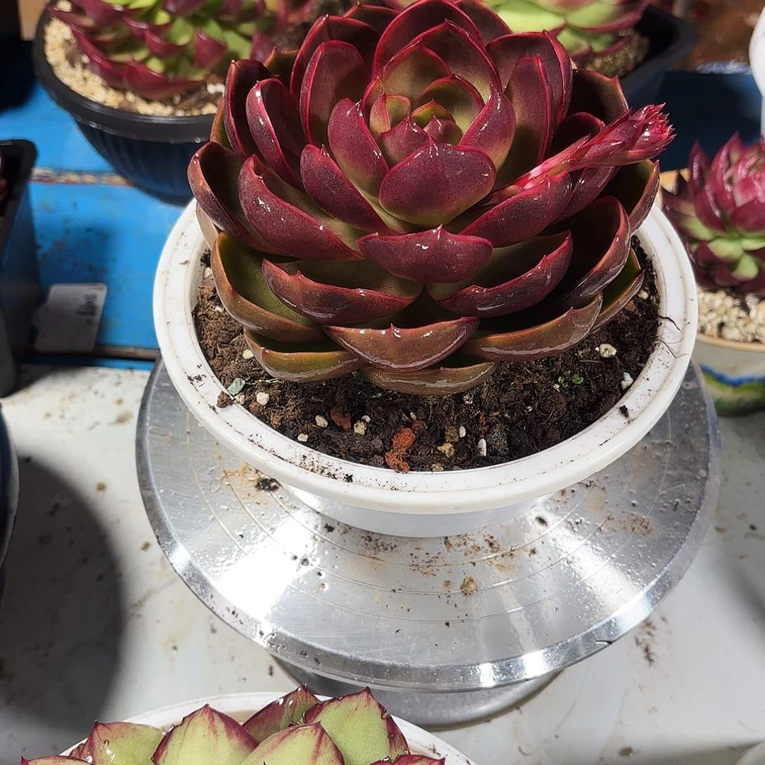 疏***、无花朵红灯17公分大