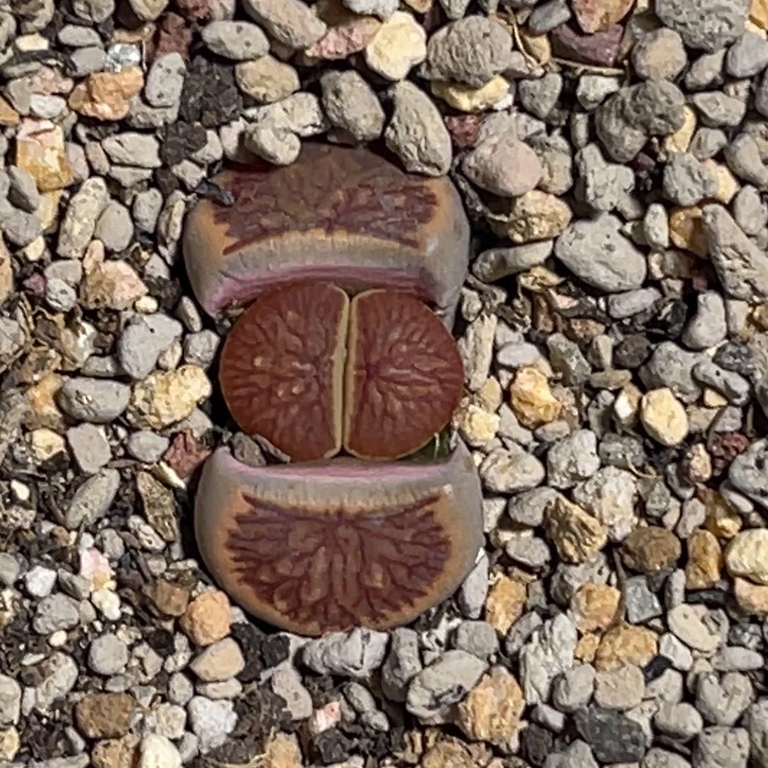 1487岛田红窗菊莲花