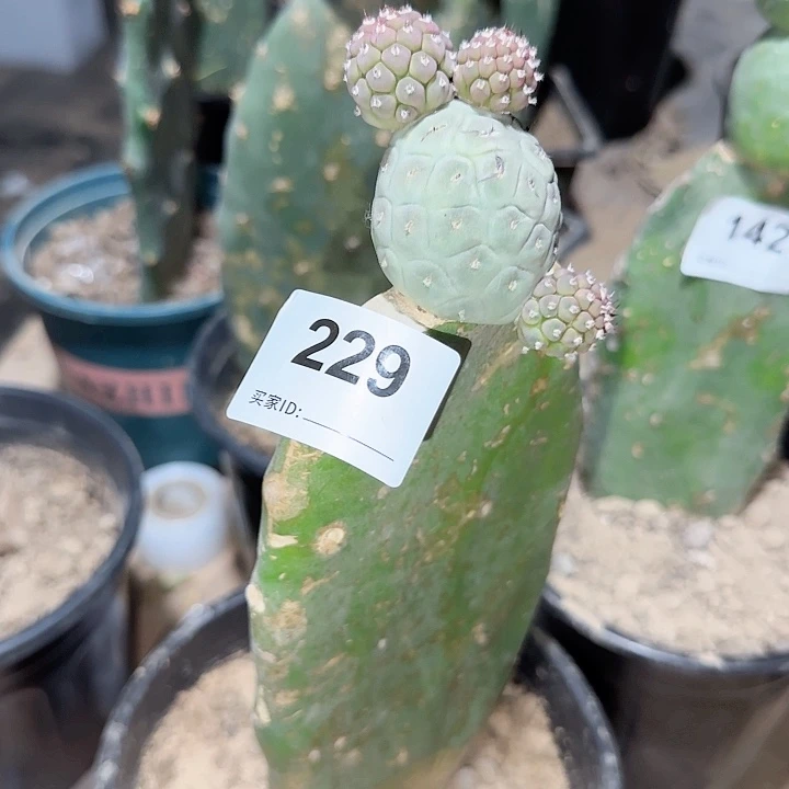 欧系白皮习志野229