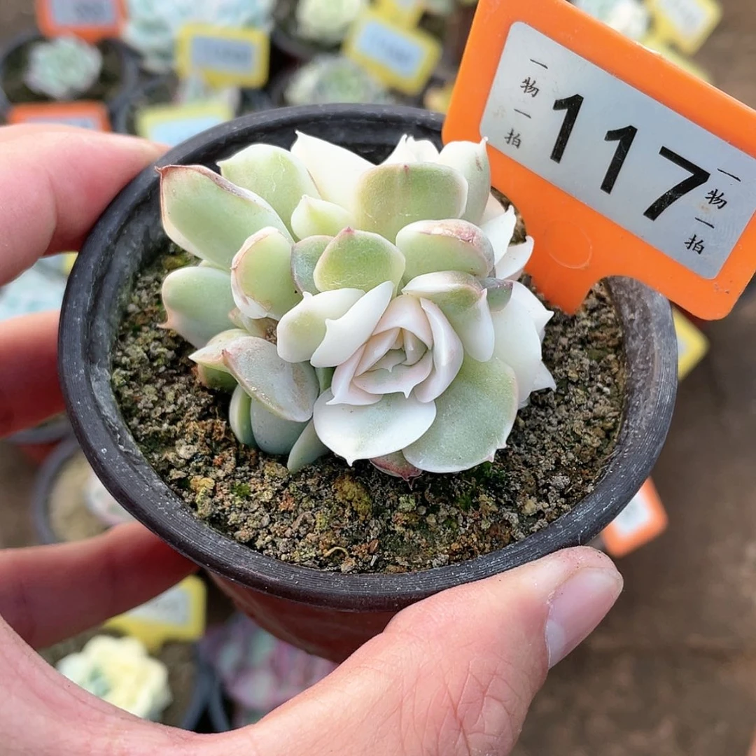 【闪购商品】117号