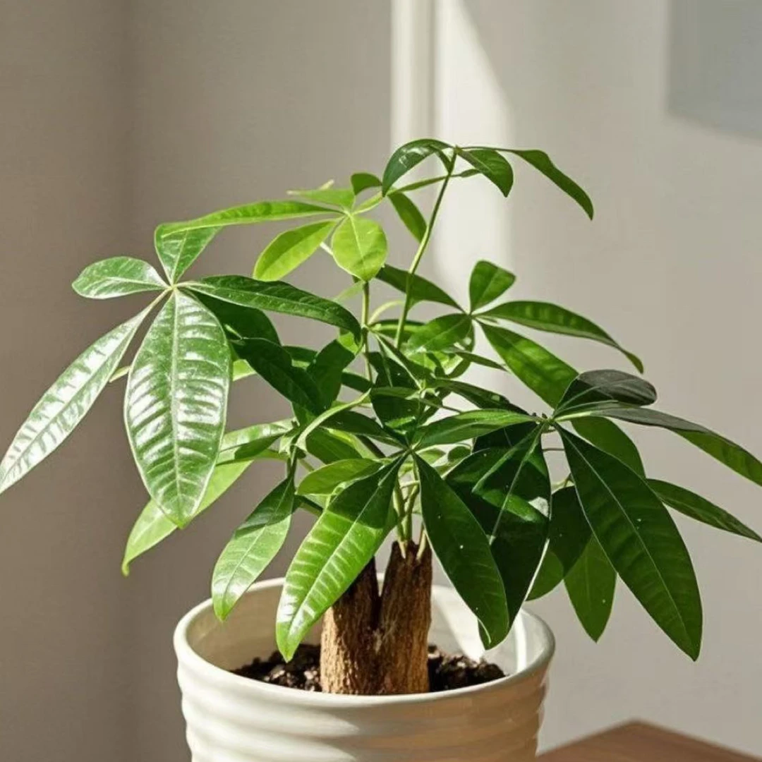 《小发财树》盆栽室内客厅桌面绿植办公室好养四季常青观叶植物