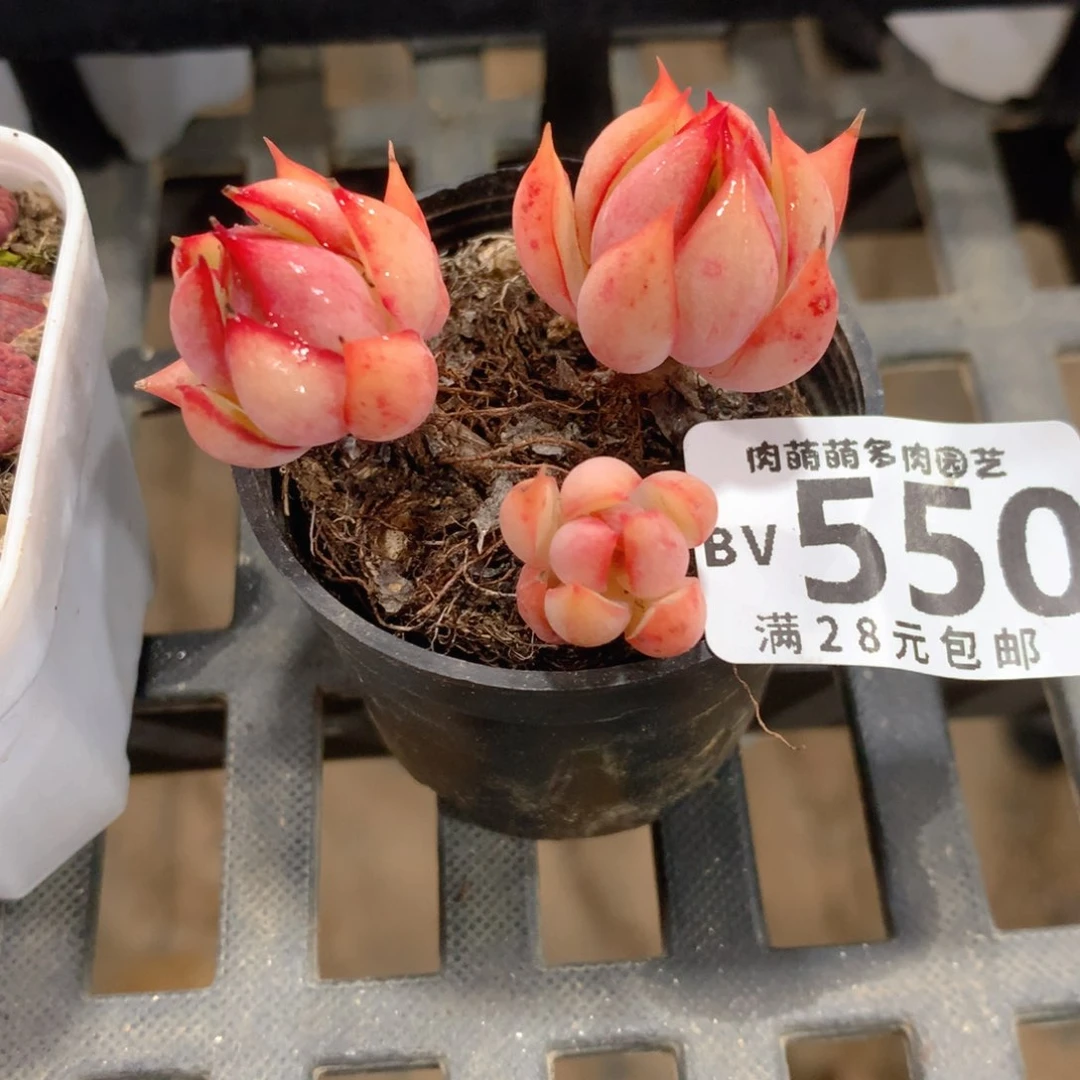 肉萌萌5cm拇指盆精控多肉BV550