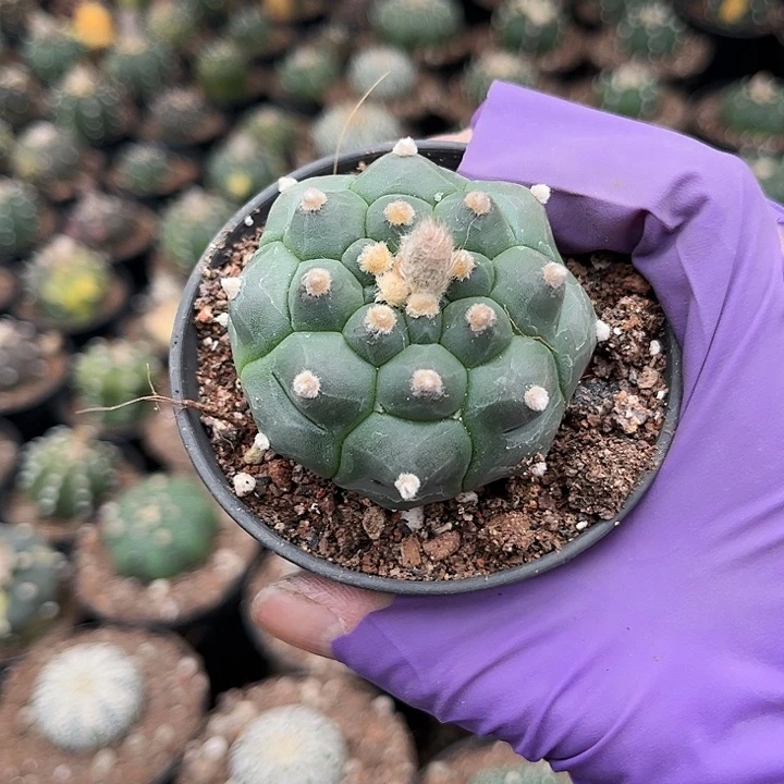 当前无花朵，栽培后可花朵~****…