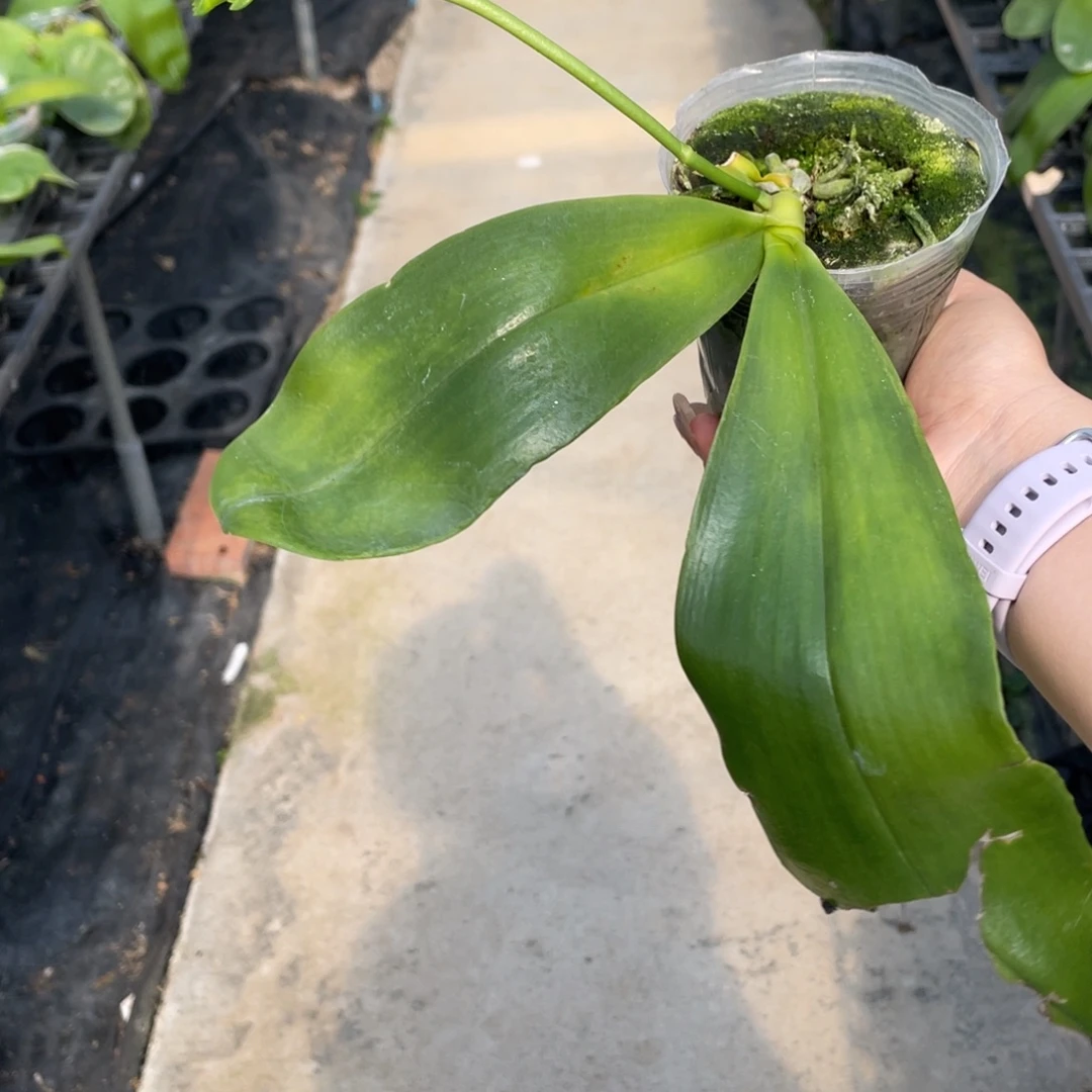 全部花苞男孩交男孩（叶瑕空根特价不售后）