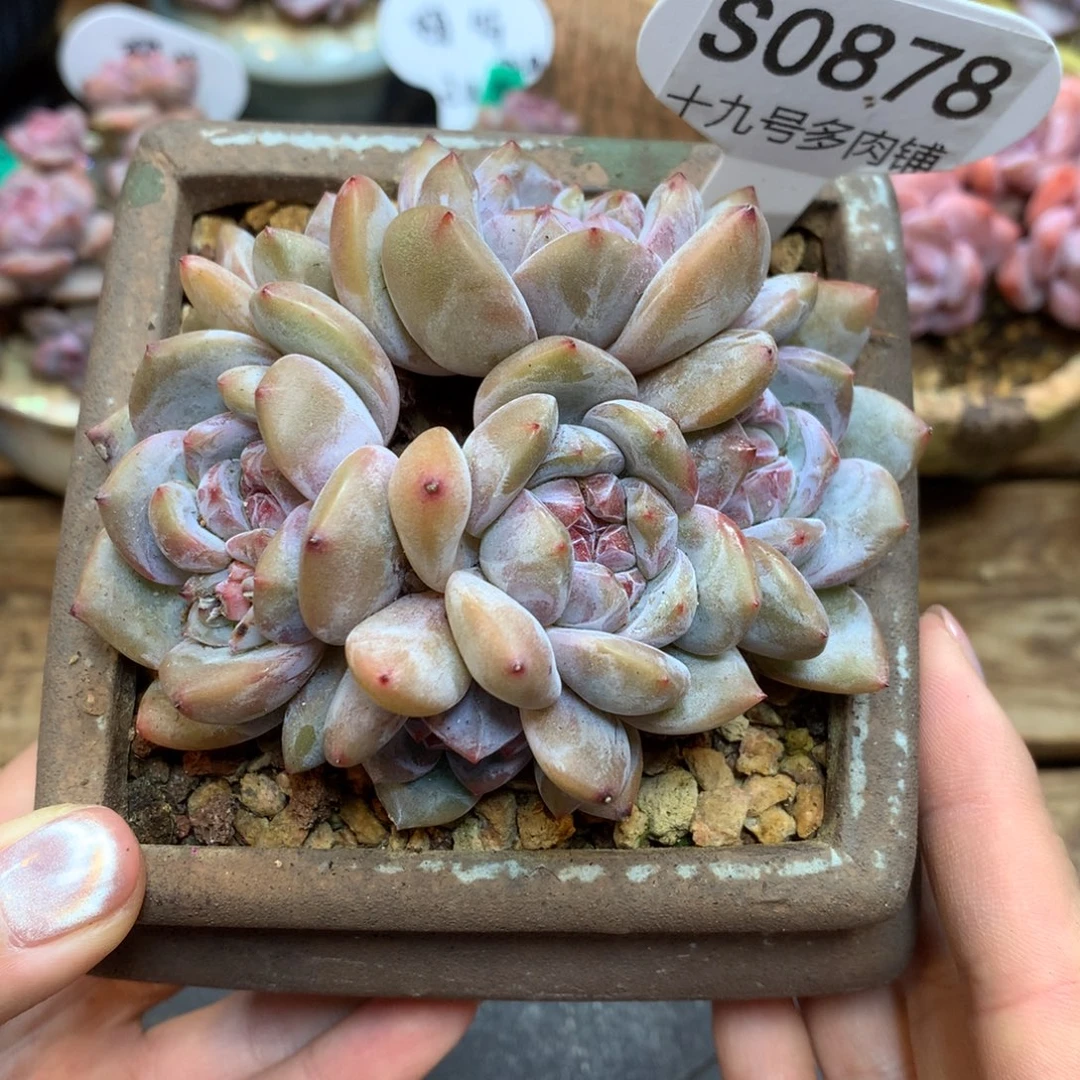 S0878 星影6头 开播福利