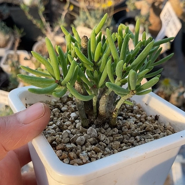 807诱惑奇峰锦带盆一一一一