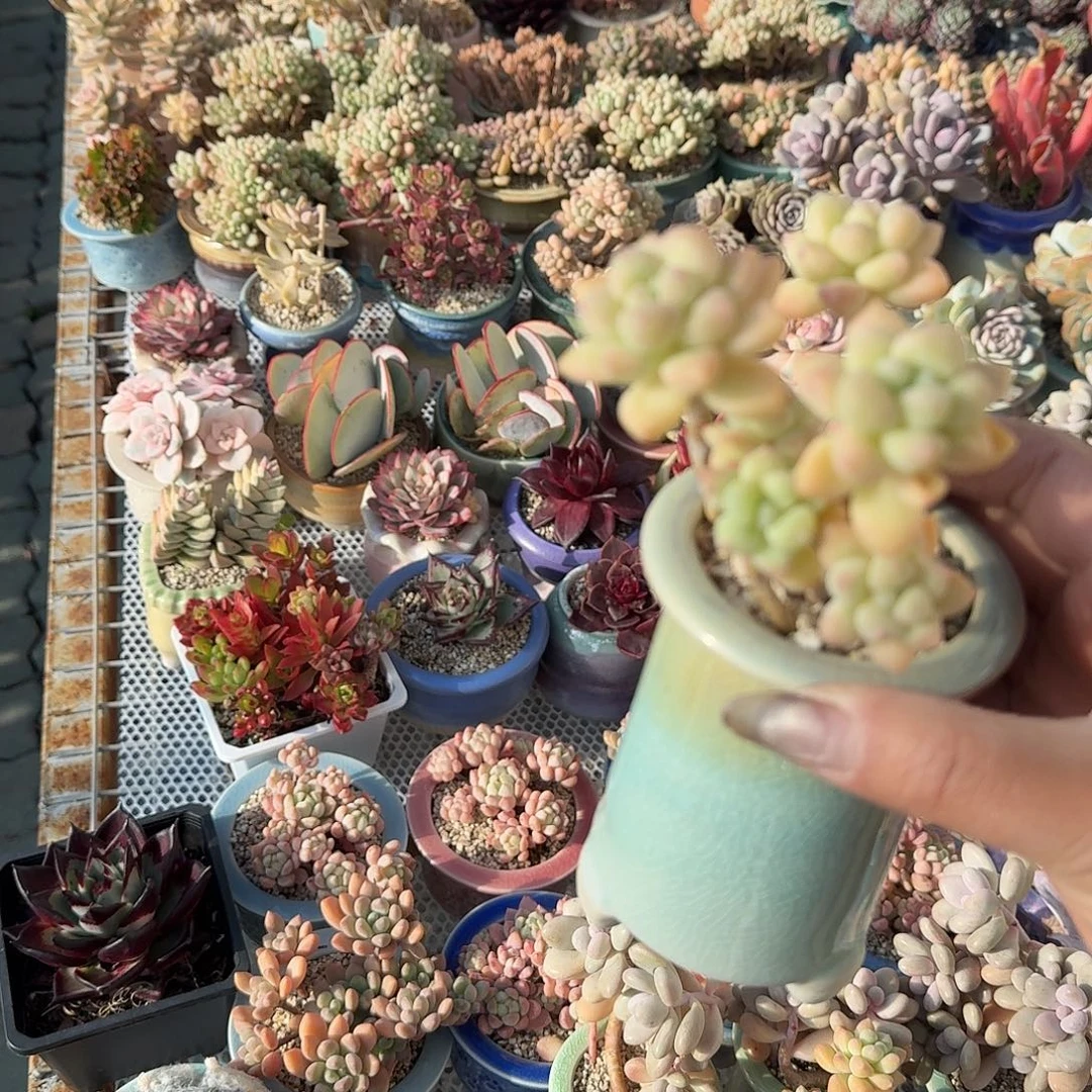 奶糖带盆多肉植物