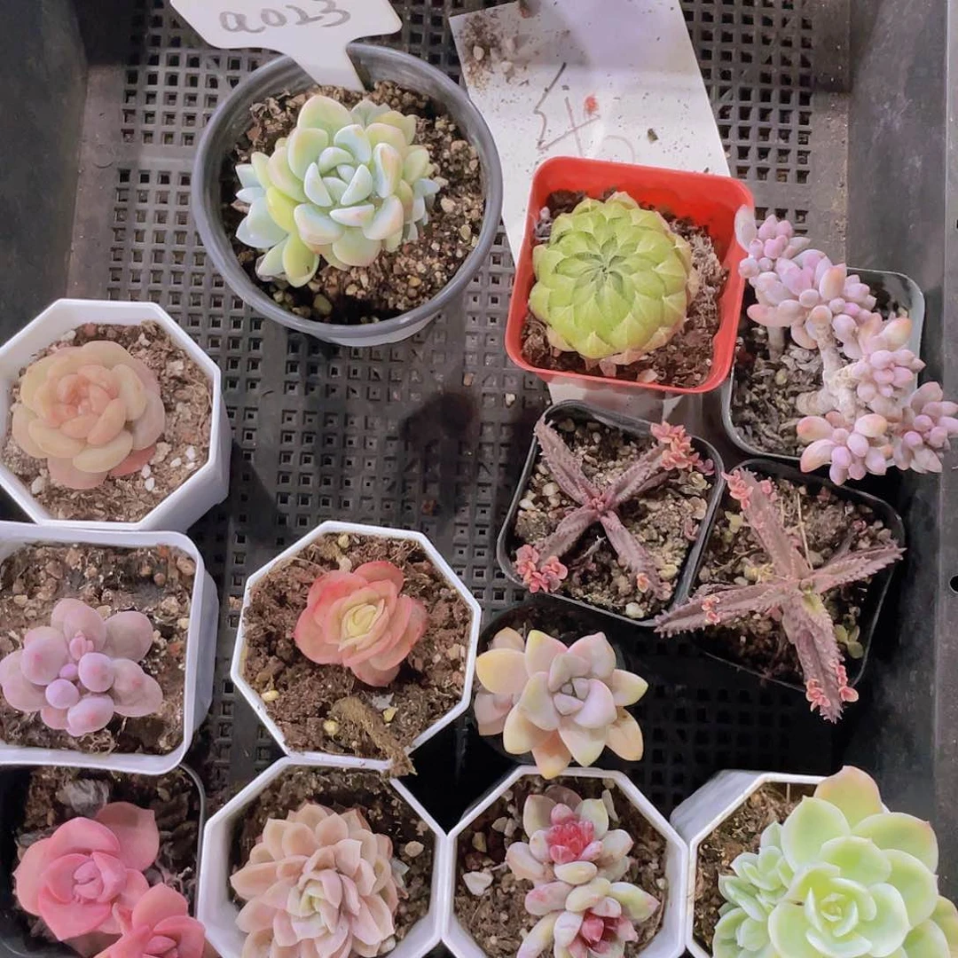 樂*?乐意姐姐一物一拍