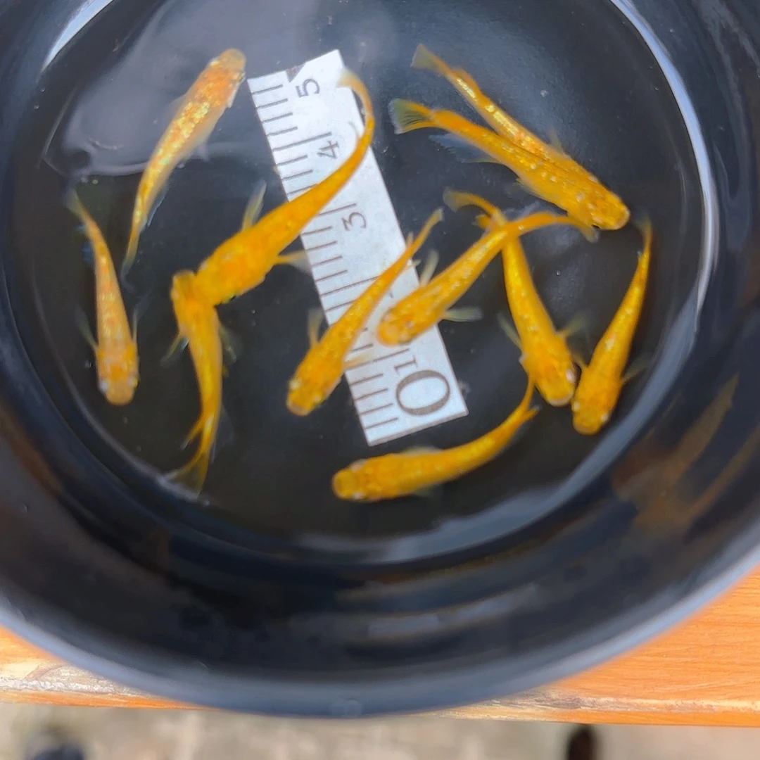 青鳉阳光不知道多少条，