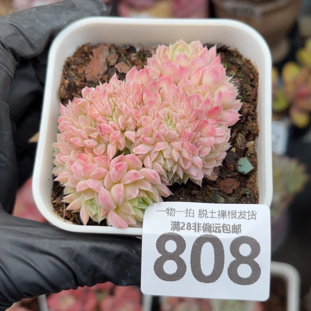 羊脂球缀化无盆土发货