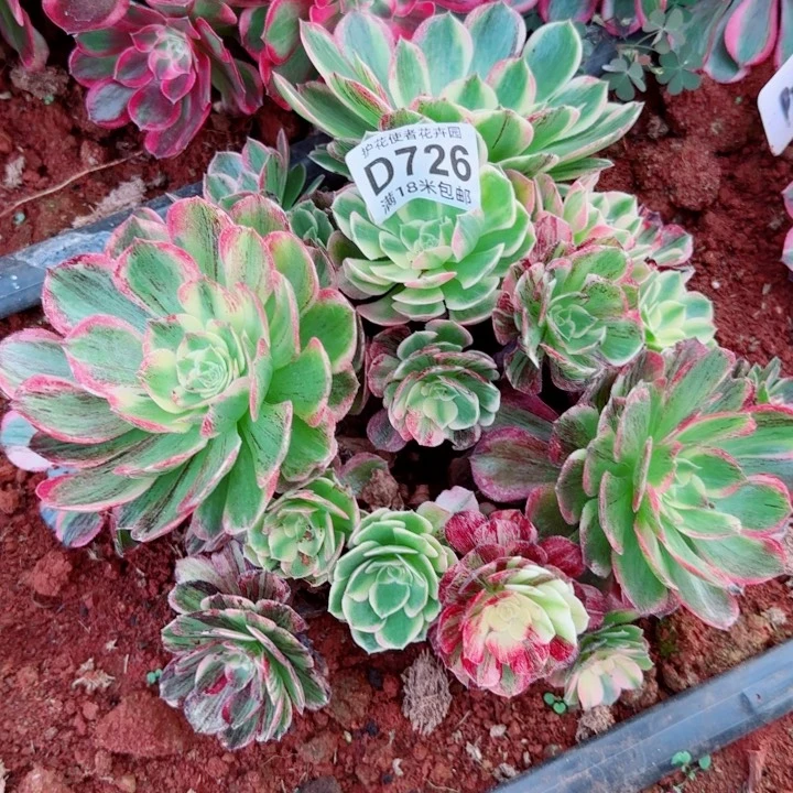 多肉 伯爵多肉法师植物