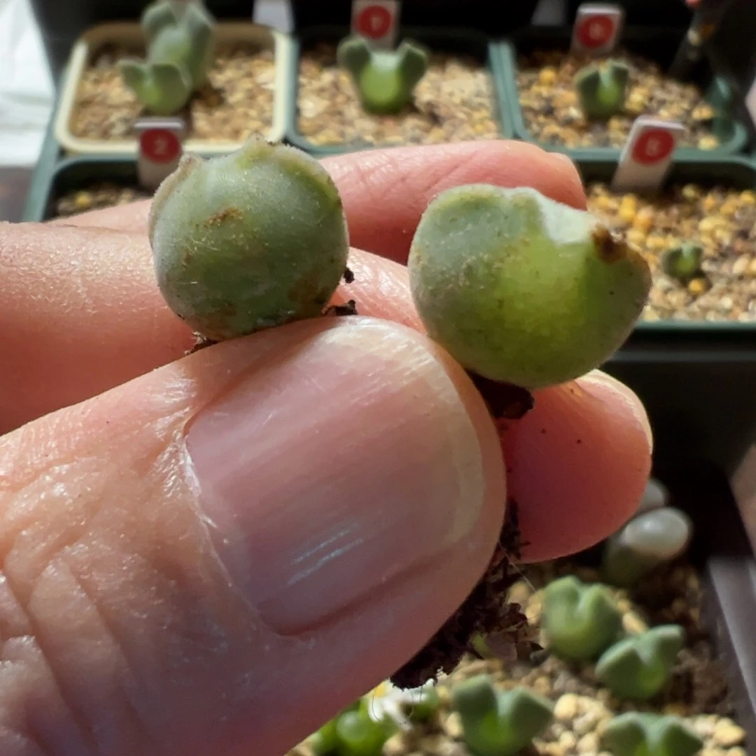 大眼睛肉锥，一物一拍