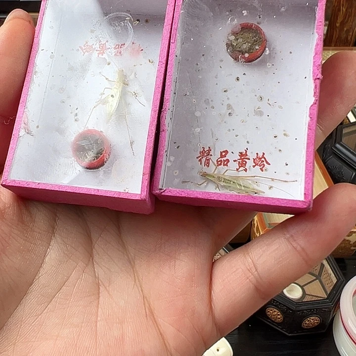 仅一天鸣虫2元开始包邮