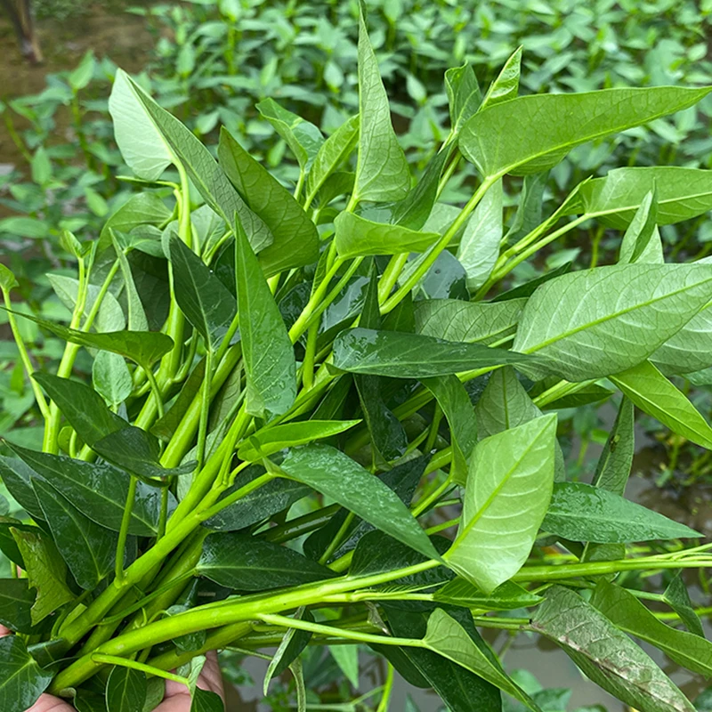 空心菜新鲜2斤3斤包邮重庆农家藤藤菜蕹菜蓊菜通心菜无心菜空筒菜