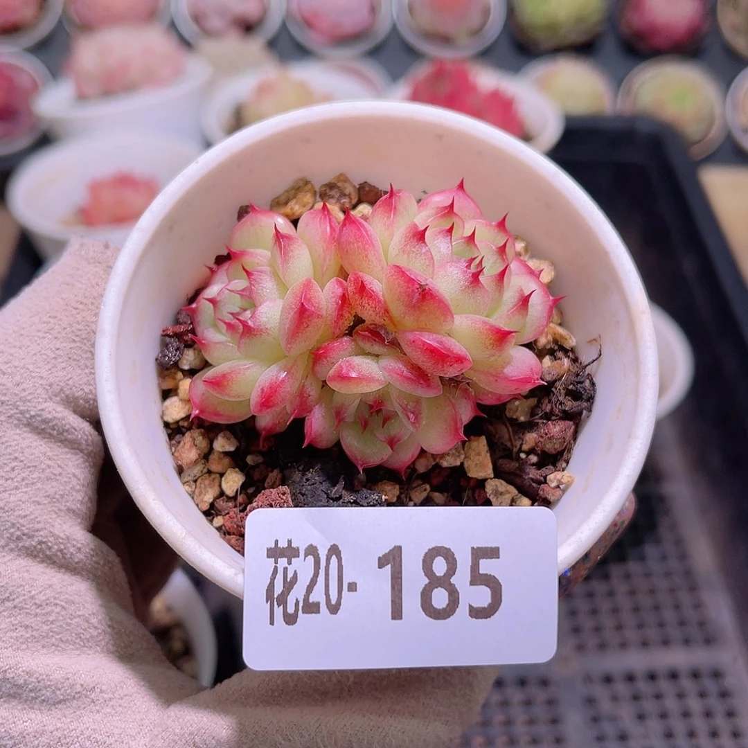 花利美20-185海王群