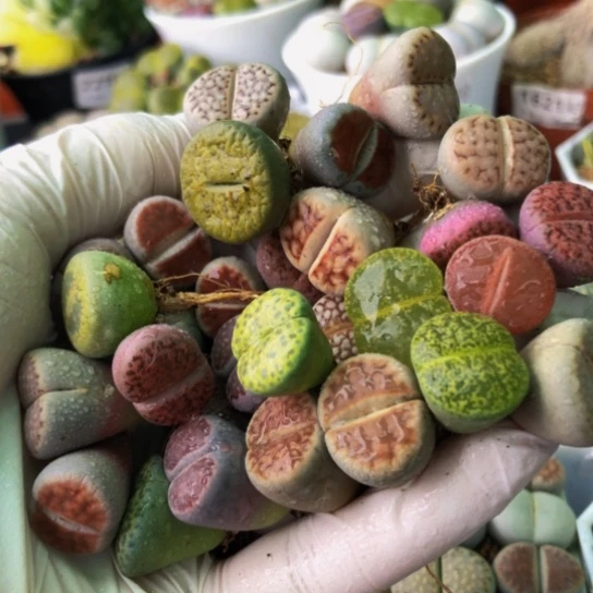 2175,30棵彩色1.6厘米左右如图