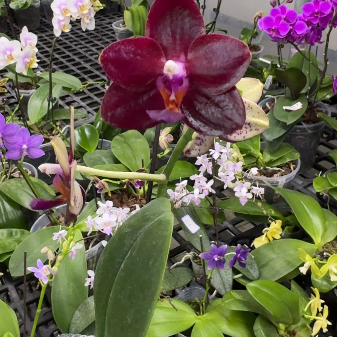 完全开放弥陀国王