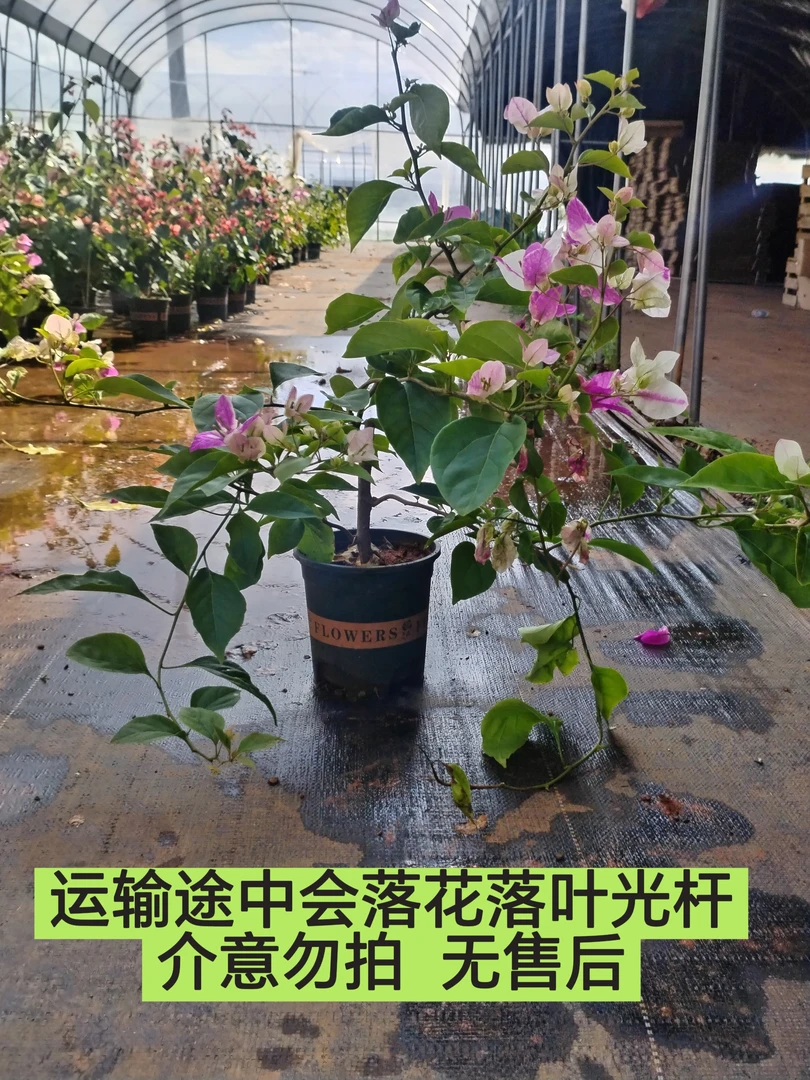 【漳红英—周兄弟】介意落花落叶落秃 轻微折枝的勿拍 拍了无售后