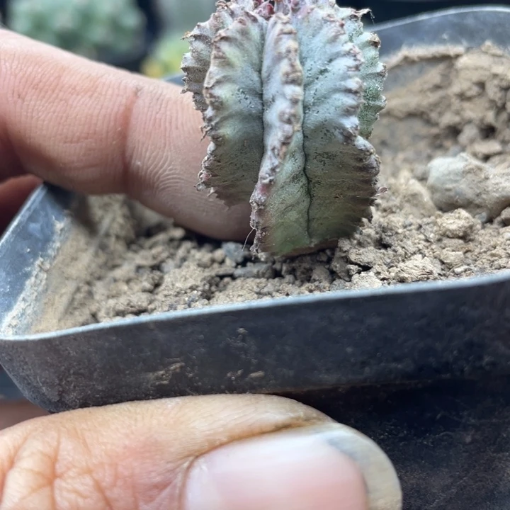 实生白衣魁伟玉带盆发货