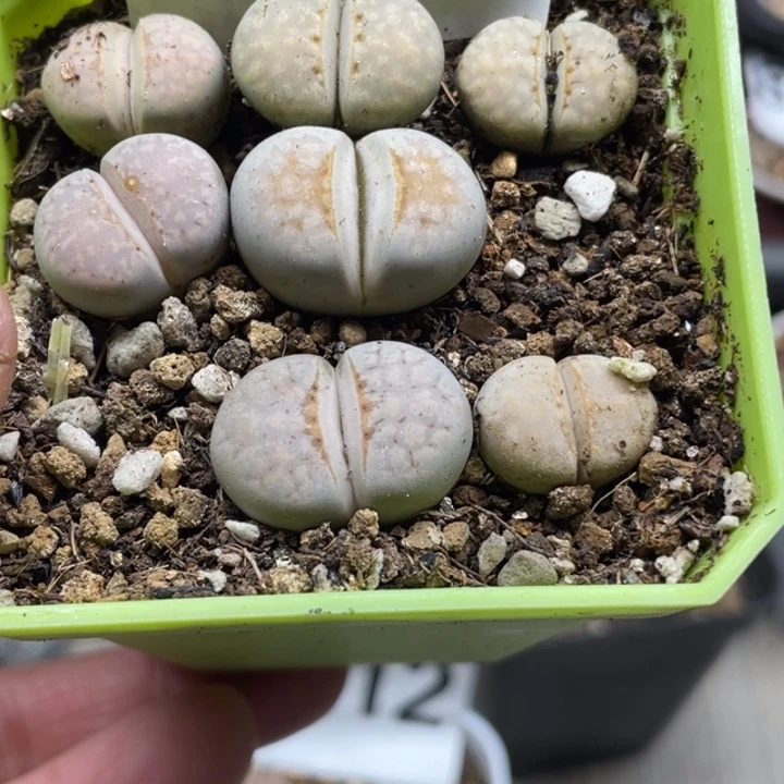 完全开放457热唇带盆