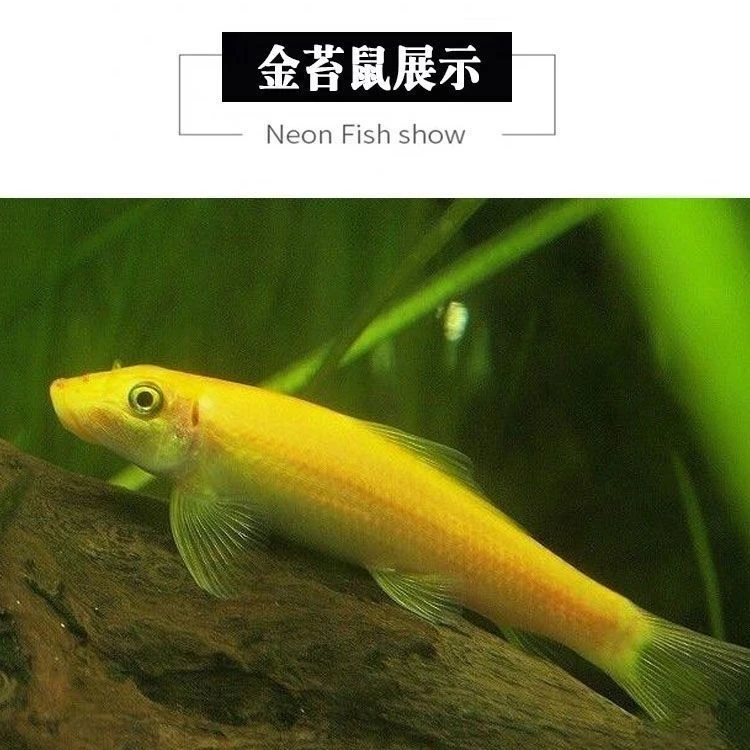 金苔鼠清道夫热带观赏鱼淡水鱼缸除藻清洁工具鱼