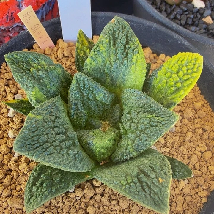 蓝白皮 辛顿哥斯拉锦