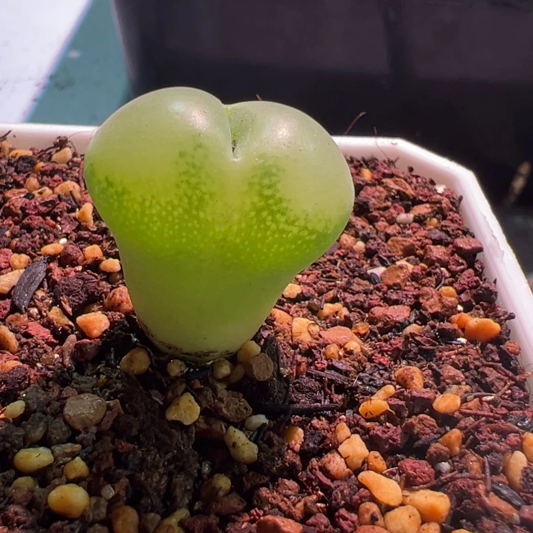 七***七全窗翠光，肉锥植物