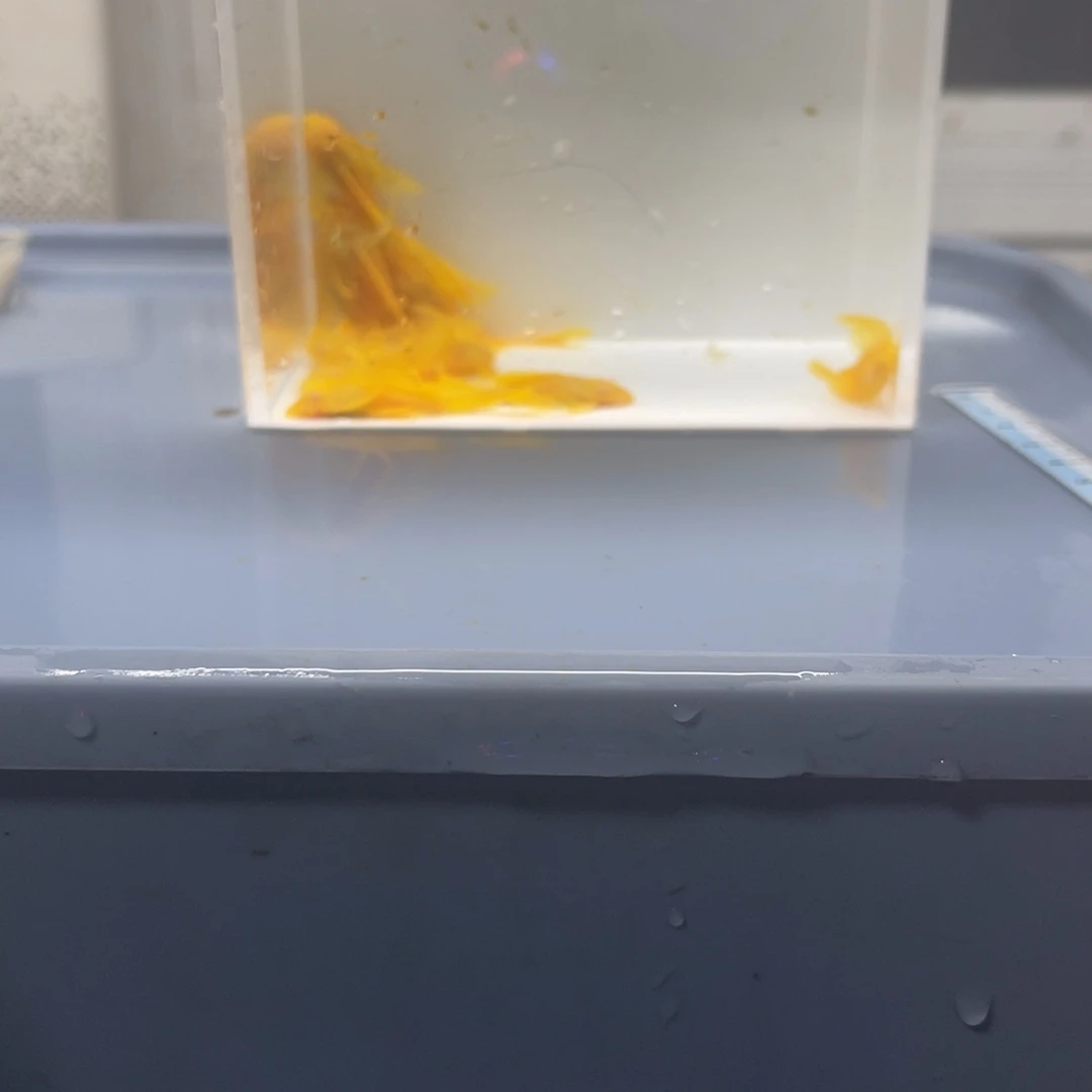 孔雀鱼红眼中号帆10条开箱视频报损